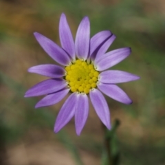 Calotis scabiosifolia var. integrifolia (Rough Burr-daisy) at Tennent, ACT - 28 Dec 2015 by KenT