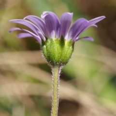 Calotis scabiosifolia var. integrifolia at Tennent, ACT - 29 Dec 2015