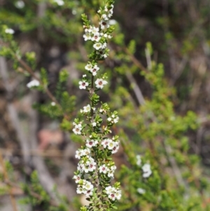 Baeckea utilis at Tennent, ACT - 29 Dec 2015 11:35 AM