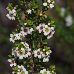 Baeckea utilis at Tennent, ACT - 29 Dec 2015