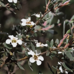 Leptospermum myrtifolium at Tennent, ACT - 29 Dec 2015