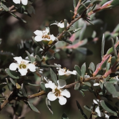 Leptospermum myrtifolium (Myrtle Teatree) at Tennent, ACT - 29 Dec 2015 by KenT