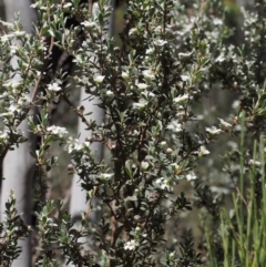 Leptospermum myrtifolium at Tennent, ACT - 29 Dec 2015 11:47 AM