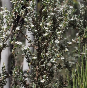 Leptospermum myrtifolium at Tennent, ACT - 29 Dec 2015