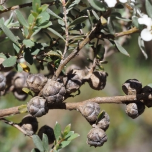 Leptospermum myrtifolium at Tennent, ACT - 29 Dec 2015