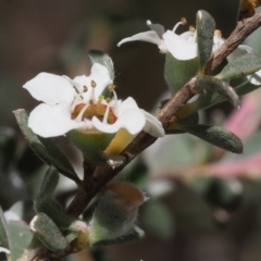 Leptospermum myrtifolium at Tennent, ACT - 29 Dec 2015 11:47 AM