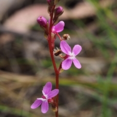 Stylidium (genus) (Trigger Plant) at Tennent, ACT - 29 Dec 2015 by KenT