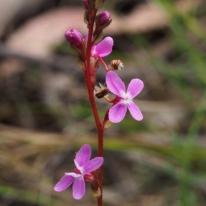 Stylidium sp. at Tennent, ACT - 29 Dec 2015