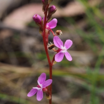 Stylidium (genus) (Trigger Plant) at Tennent, ACT - 29 Dec 2015 by KenT