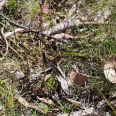 Stylidium sp. at Tennent, ACT - 29 Dec 2015