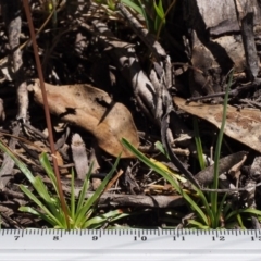 Stylidium sp. at Tennent, ACT - 29 Dec 2015