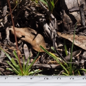 Stylidium sp. at Tennent, ACT - 29 Dec 2015