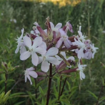 Saponaria officinalis (Soapwort, Bouncing Bet) at Paddys River, ACT - 9 Dec 2015 by michaelb
