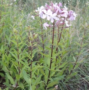 Saponaria officinalis at Paddys River, ACT - 9 Dec 2015 07:40 PM