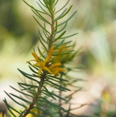 Persoonia chamaepeuce (Dwarf Geebung) at Cotter River, ACT - 8 Jan 2016 by KenT