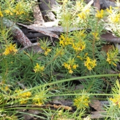 Persoonia chamaepeuce at Cotter River, ACT - 8 Jan 2016 08:33 AM