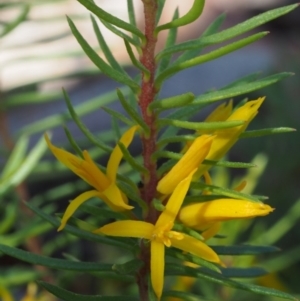 Persoonia chamaepeuce at Cotter River, ACT - 8 Jan 2016 08:33 AM