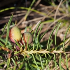 Persoonia chamaepeuce at Cotter River, ACT - 8 Jan 2016 08:33 AM