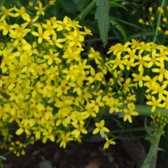 Senecio linearifolius var. latifolius at Cotter River, ACT - 7 Jan 2016 by KenT