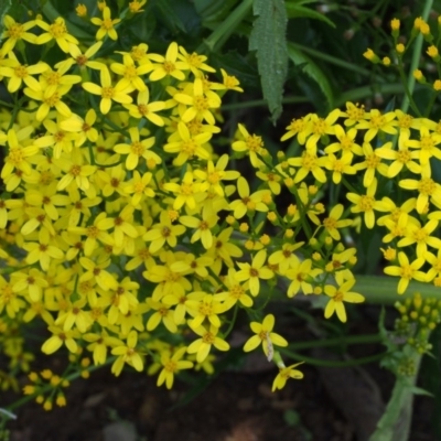 Senecio linearifolius var. latifolius at Cotter River, ACT - 8 Jan 2016 by KenT