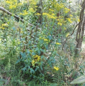 Senecio linearifolius var. latifolius at Cotter River, ACT - 8 Jan 2016