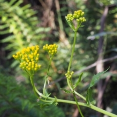 Senecio linearifolius var. latifolius at Cotter River, ACT - 8 Jan 2016 08:56 AM