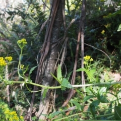 Senecio linearifolius var. latifolius at Cotter River, ACT - 8 Jan 2016 08:56 AM