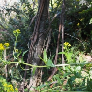 Senecio linearifolius var. latifolius at Cotter River, ACT - 8 Jan 2016 08:56 AM