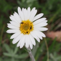 Celmisia tomentella (Common Snow Daisy) at Cotter River, ACT - 8 Jan 2016 by KenT