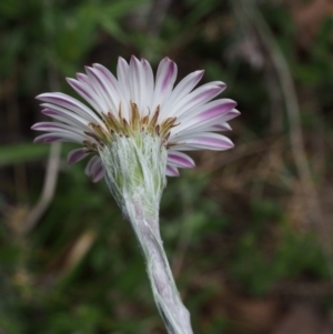 Celmisia tomentella at Cotter River, ACT - 8 Jan 2016