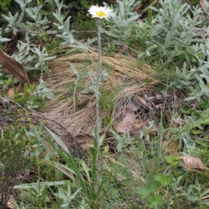 Celmisia tomentella at Cotter River, ACT - 8 Jan 2016