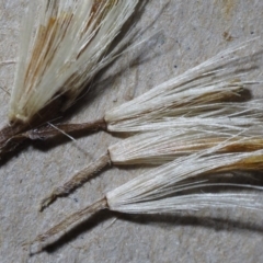 Celmisia tomentella at Cotter River, ACT - 8 Jan 2016