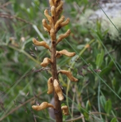 Gastrodia procera (Tall Potato Orchid) at Cotter River, ACT - 8 Jan 2016 by KenT