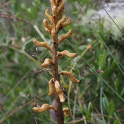 Gastrodia procera (Tall Potato Orchid) at Cotter River, ACT - 8 Jan 2016 by KenT