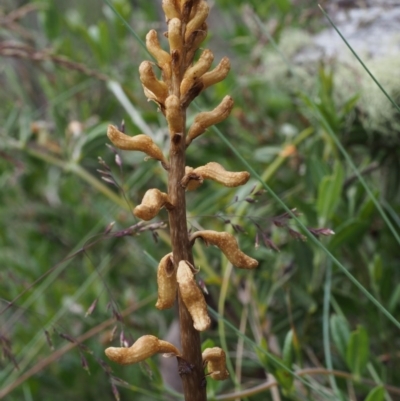 Gastrodia entomogama (Brindabella potato orchid) at Cotter River, ACT - 8 Jan 2016 by KenT