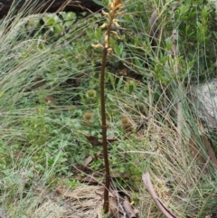 Gastrodia procera at Cotter River, ACT - suppressed