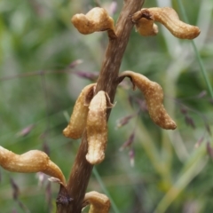 Gastrodia procera at Cotter River, ACT - suppressed