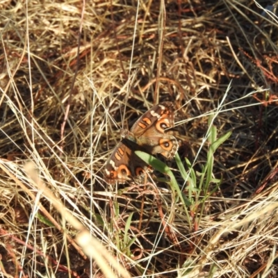 Junonia villida (Meadow Argus) at Wanniassa Hill - 10 Jan 2016 by RyuCallaway