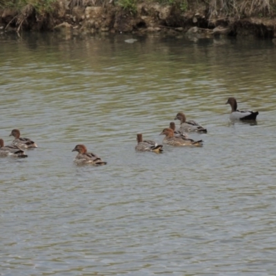 Chenonetta jubata (Australian Wood Duck) at Gordon, ACT - 6 Dec 2015 by MichaelBedingfield