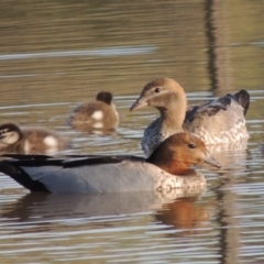 Chenonetta jubata (Australian Wood Duck) at Bonython, ACT - 25 Oct 2015 by MichaelBedingfield