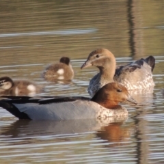 Chenonetta jubata (Australian Wood Duck) at Bonython, ACT - 25 Oct 2015 by michaelb