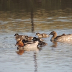 Chenonetta jubata at Bonython, ACT - 25 Oct 2015 06:38 PM