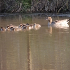 Chenonetta jubata at Bonython, ACT - 25 Oct 2015 06:38 PM