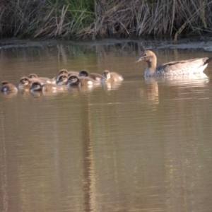 Chenonetta jubata at Bonython, ACT - 25 Oct 2015 06:38 PM