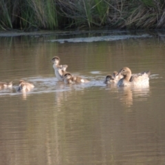 Chenonetta jubata at Bonython, ACT - 25 Oct 2015 06:38 PM