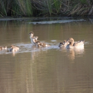 Chenonetta jubata at Bonython, ACT - 25 Oct 2015