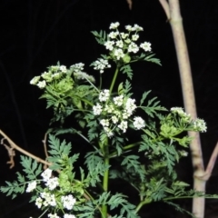 Conium maculatum (Hemlock) at Tennent, ACT - 11 Jan 2016 by michaelb