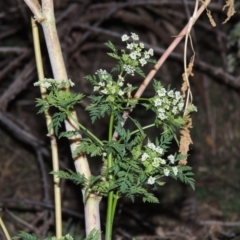 Conium maculatum (Hemlock) at Point Hut to Tharwa - 8 Jan 2016 by michaelb