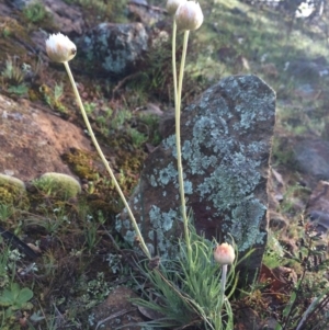 Leucochrysum albicans subsp. tricolor at Majura, ACT - 10 Sep 2014