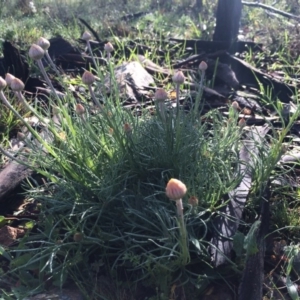 Leucochrysum albicans subsp. tricolor at Majura, ACT - 10 Sep 2014